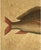 18th Century Framed Fish Engravings by Mark Catesby, a Pair For Sale - Image 9 of 11