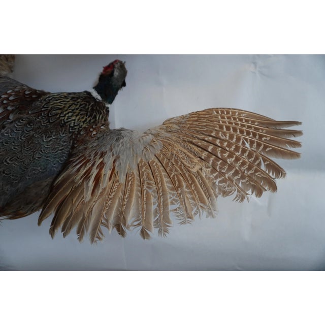 Brown Taxidermy Pheasant in Mid Flight For Sale - Image 8 of 14