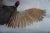 Brown Taxidermy Pheasant in Mid Flight For Sale - Image 8 of 14
