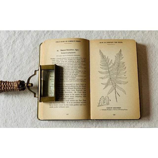 Antique Field Book of Common Ferns - 1928 First Edition For Sale - Image 10 of 14