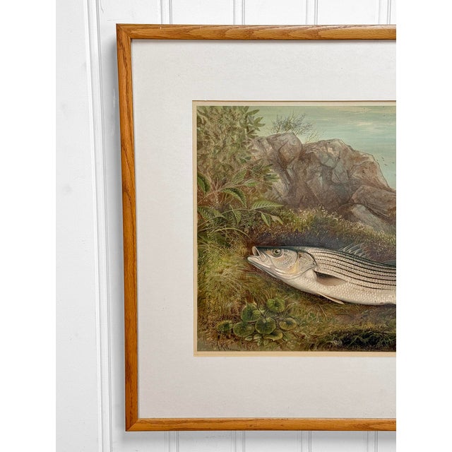 Late 19th Century Antique Coastal Stripped Bass "Game Fishes of the Us" by Kilbourne Lithograph For Sale - Image 5 of 13