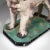 1900s Edwardian Large Antique Cocker Spaniel Figure, English, Plaster, Dog Statue For Sale - Image 10 of 13