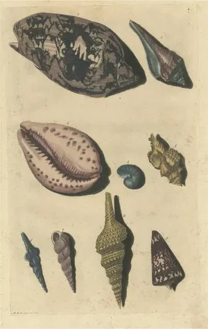 François Valentyn, Sea Shells and Molluscs, 1726, Paper
