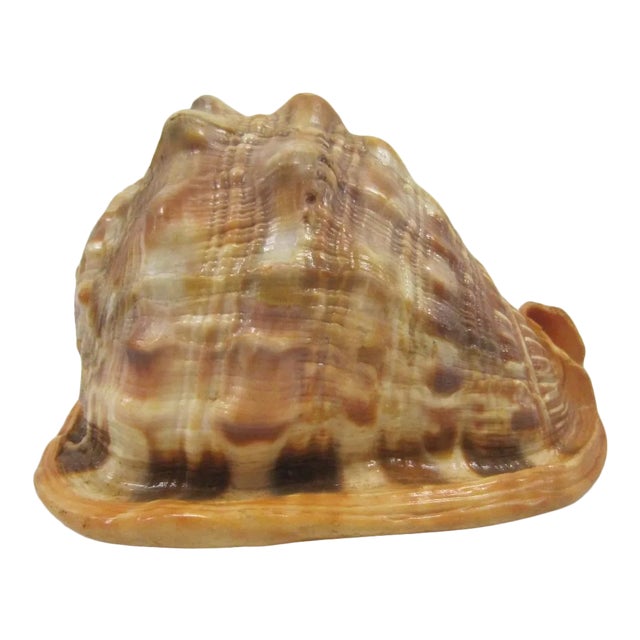 Vintage King Helmet Conch Shell Specimen | Chairish