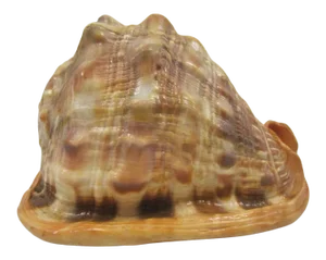 Vintage King Helmet Conch Shell Specimen