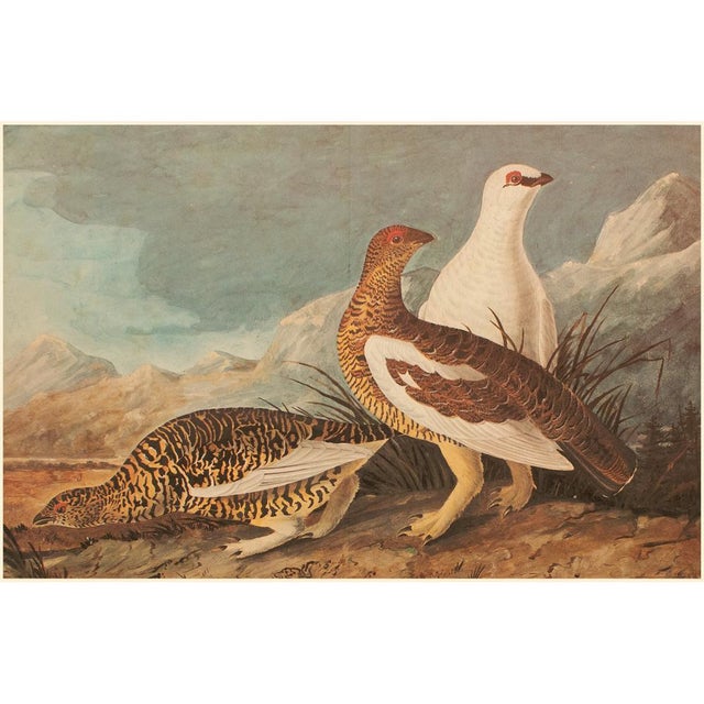 Paper 1966 Vintage Cottage XL Print "Rock Ptarmigan" After John James Audubon For Sale - Image 7 of 10