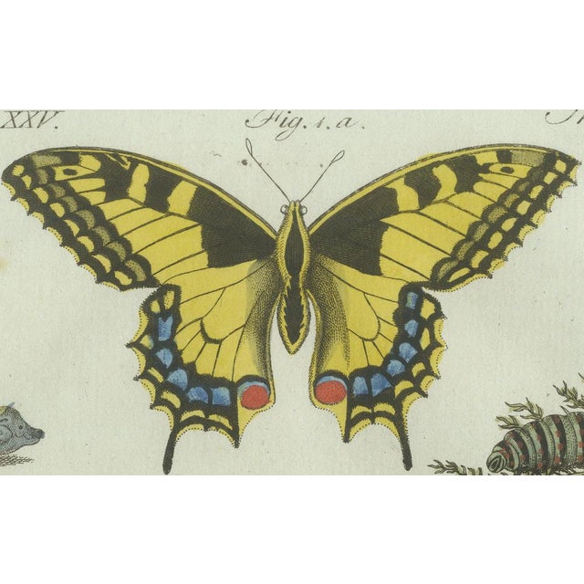 Black Bertuch, Swallowtail and Painted Lady Butterflies, 1800, Engraving For Sale - Image 8 of 10