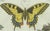 Black Bertuch, Swallowtail and Painted Lady Butterflies, 1800, Engraving For Sale - Image 8 of 10