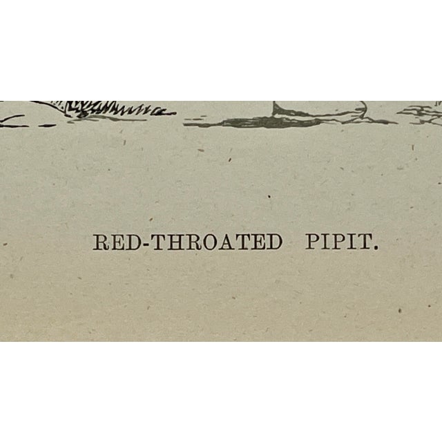 Antique Bird Print From England Showcasing a Red-Throated Pipit - Circa 1888 For Sale - Image 10 of 12