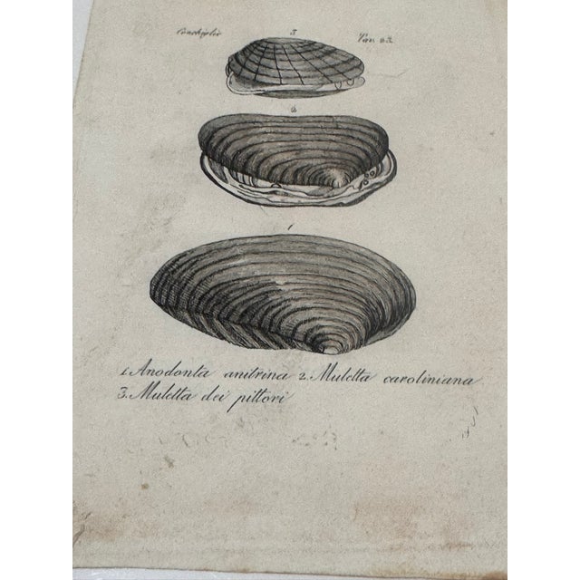Antique Italian Natural History Prints Conchiglie & Crostacei - Set of 3 For Sale - Image 9 of 9