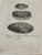 Antique Italian Natural History Prints Conchiglie & Crostacei - Set of 3 For Sale - Image 9 of 9