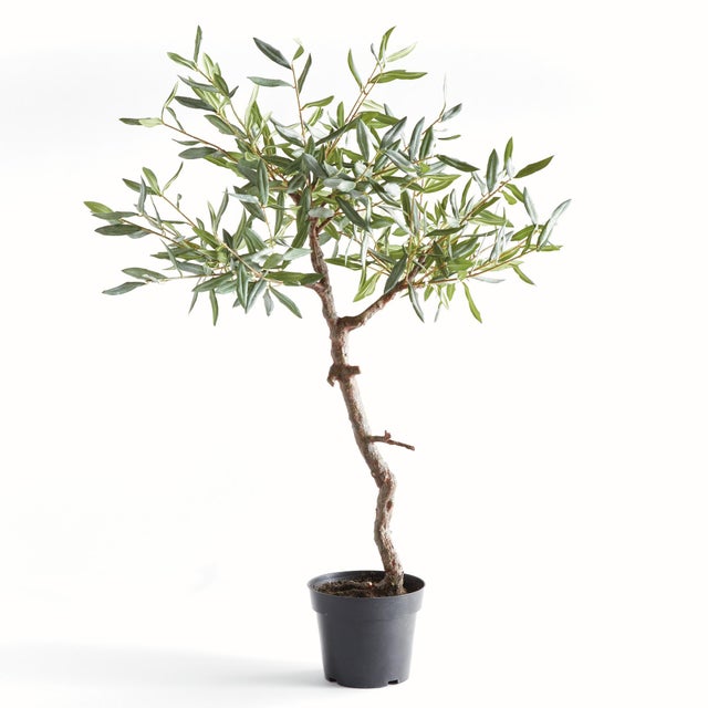 Standing at over 40 inches, this ultrarealistic olive tree dropin is perfect for small spaces. With easy to mold branches...