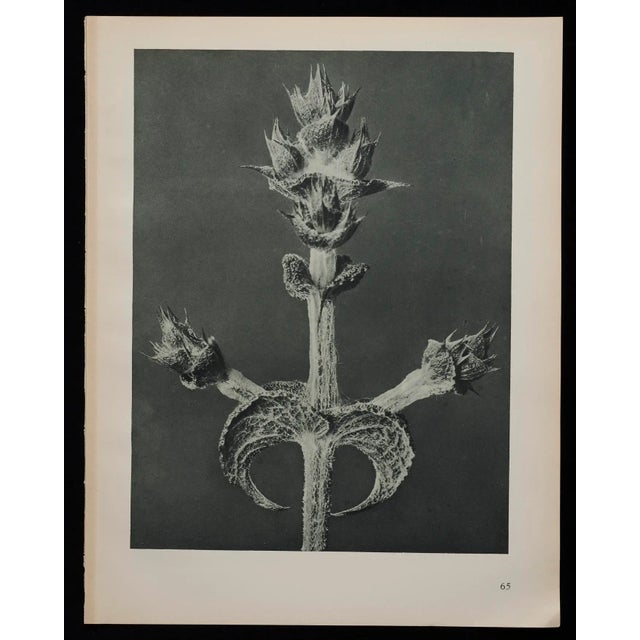 1920s Original Karl Blossfeldt Photogravure Botanical Print For Sale - Image 5 of 5