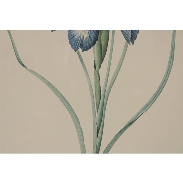 Vintage Iris Botanical Prints After Pierre-Joseph RedoutT - A Pair For Sale - Image 10 of 13