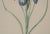 Vintage Iris Botanical Prints After Pierre-Joseph RedoutT - A Pair For Sale - Image 10 of 13