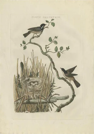 Sepp & Nozeman, Marsh Tit and Nest, 1770, Paper