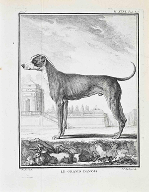 Jacques de Seve, Le Grand Danois, Etching, 1771