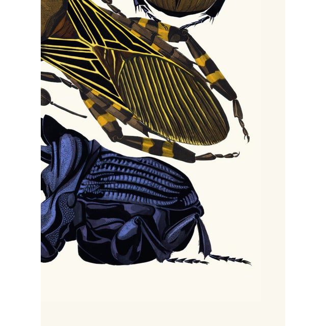 Not Yet Made - Made To Order Insects Plate 07 by Emile-Allain Séguy, Vintage Art Print Reproduction, 18" × 24" For Sale - Image 5 of 6