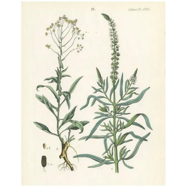 Calwer, Hand-Colored Botanical Illustration of Woad and White Goosefoot, 1854, Lithograph For Sale - Image 6 of 6