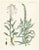 Calwer, Hand-Colored Botanical Illustration of Woad and White Goosefoot, 1854, Lithograph For Sale - Image 6 of 6