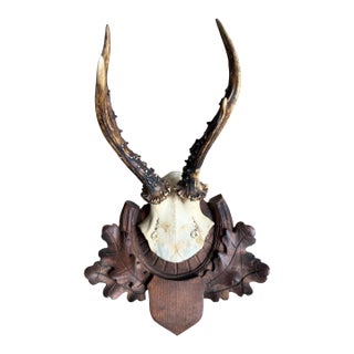 Roe Deer Trophy 220 Black Forest Antlers Mount For Sale