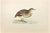 Andalusian Quail is a modern artwork realized in 1870 by the British artist Alexander Francis Lydon (1836-1917). Woodcut...