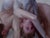 The artwork presents a striking composition of intertwined figures, their bodies merging in a complex, almost fluid...