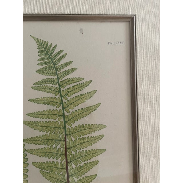 Vintage Henry Bradbury Fern Print, Framed For Sale In Los Angeles - Image 6 of 11