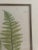 Vintage Henry Bradbury Fern Print, Framed For Sale In Los Angeles - Image 6 of 11