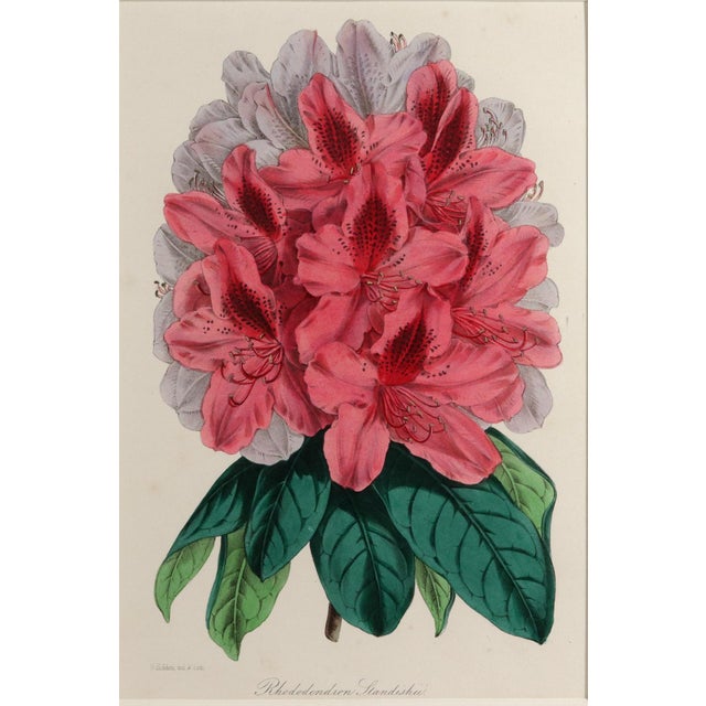 Antique Botanical Prints by Sir Joseph Paxton From the Magazine of Botany For Sale - Image 16 of 17