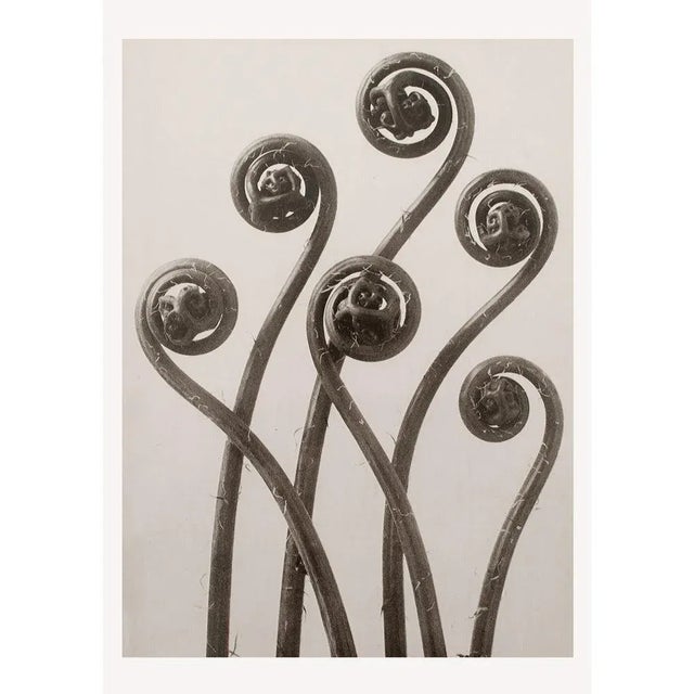1995 Set of 6 Posters After Karl Blossfeldt's Photogravures, First Edition For Sale - Image 11 of 15