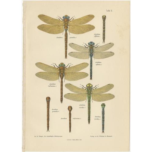 1900 - 1909 Dragonflies of Central Europe, 1908, Lithograph, Set of 3 For Sale - Image 5 of 14