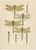 1900 - 1909 Dragonflies of Central Europe, 1908, Lithograph, Set of 3 For Sale - Image 5 of 14
