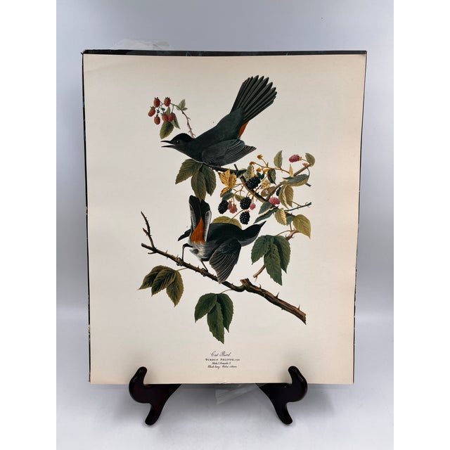 Antique White 1964 Audubon Folio Lithograph Great Bird Paintings - "Cat Bird" 17x14 For Sale - Image 8 of 8