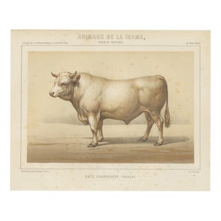 Borie, Charolais Bull, French Cattle Breed, 1863, Chromolithograph For Sale