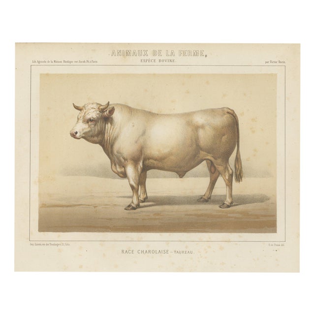 Borie, Charolais Bull, French Cattle Breed, 1863, Chromolithograph For Sale