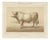 Borie, Charolais Bull, French Cattle Breed, 1863, Chromolithograph For Sale