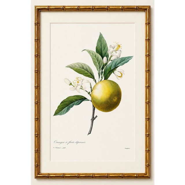 Paper Orange by Redouté, Vintage Botanical Art Print, 40" X 60" For Sale - Image 7 of 11