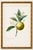 Paper Orange by Redouté, Vintage Botanical Art Print, 40" X 60" For Sale - Image 7 of 11