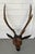 Antique 19th Century Folk Art Carved Wood Black Forest Baroque Deer Head & Antlers Wall Trophy For Sale - Image 11 of 12