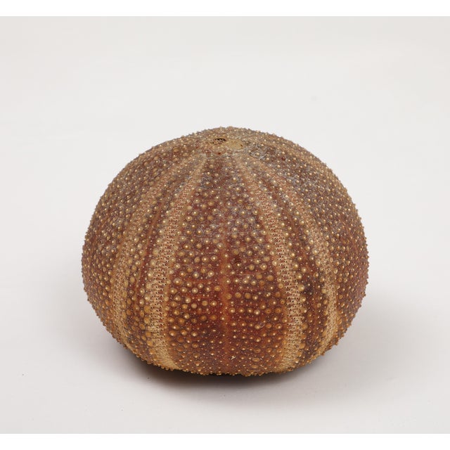 Folk Art Sea Urchin Percussive Shaker by Ben Rickert, Signed For Sale - Image 3 of 8