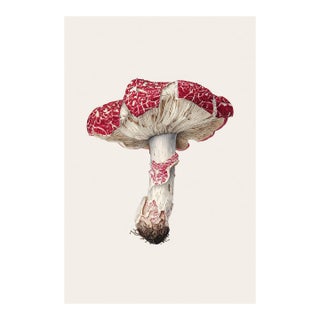 6" X 9" 'Caesar's Mushroom' or 'Amanita Caesarea' - Original Botanical Herbarium Watercolor & Pencil Fine Art Print For Sale
