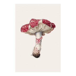 'Caesar's Mushroom' or (Amanita Caesarea) - Mushroom Botanical Print | Natural History | Fine Art Print