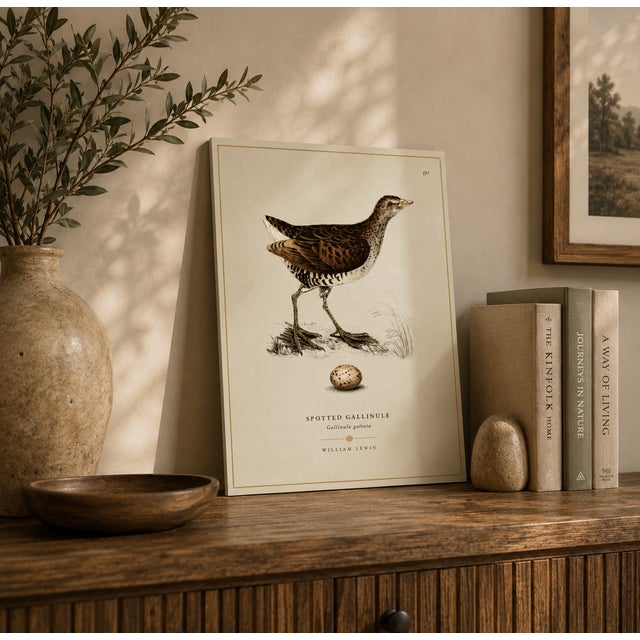 THE WILLIAM LEWIN WATERBIRDS & WADERS COLLECTION "The Spotted Gallinule " Introduce a striking anchor of historical...