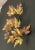 Vintage 1970's wall hanging of copper and brass maple leaves, in the style of C. Jere’. Unsigned. Leaves and stems pliable...