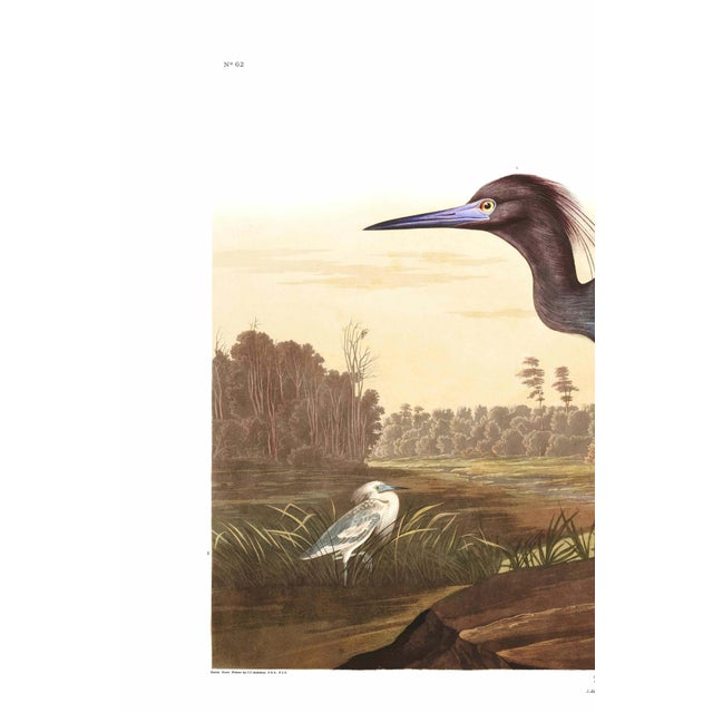 A striking example of early American natural history illustration, this vintage art print reproduction features Blue Crane...
