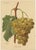 Set of four original antique chromolithographs of various green / white grape varieties titled 'Faphly - Cannon Hall...