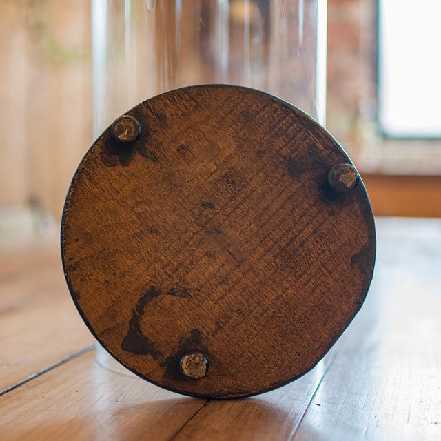 1900 Antique Taxidermy Specimen Dome For Sale - Image 6 of 10