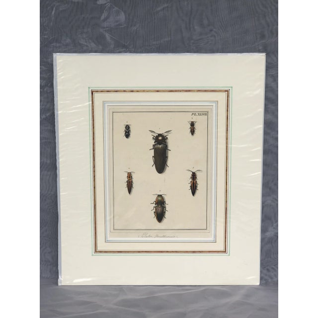 18th Century Hand-Colored Entomology Art Print For Sale - Image 13 of 13