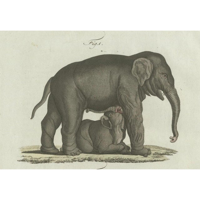 Bertuch, Elephant and Mysterious Sukotyro, 1800, Engraving For Sale - Image 6 of 9